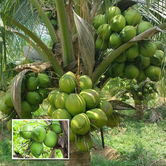 Gangabondam Coconut Hybrid Dwarf Varaity Fruit Plants & Tree(2-4 Feet Size)