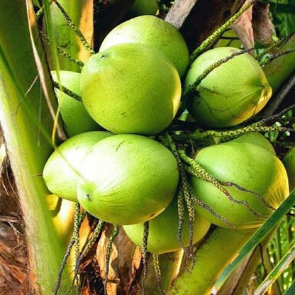 Gangabondam Coconut Hybrid Dwarf Varaity Fruit Plants & Tree