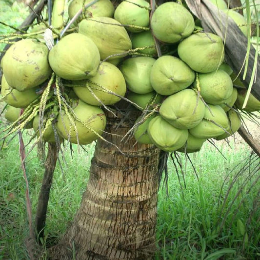 Gangabondam Coconut Hybrid Dwarf Varaity Fruit Plants & Tree(2-4 Feet Size)