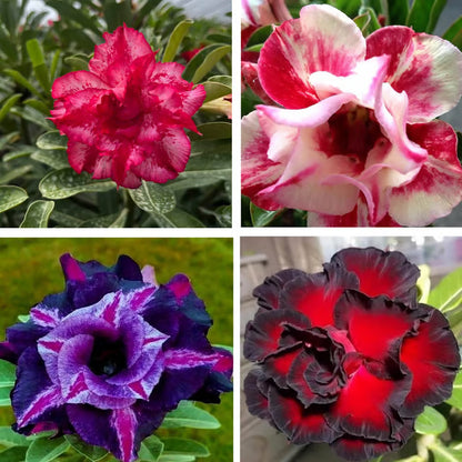 Adenium Obesum Desert Rose Grafted Flowers Plant (pack of 4)