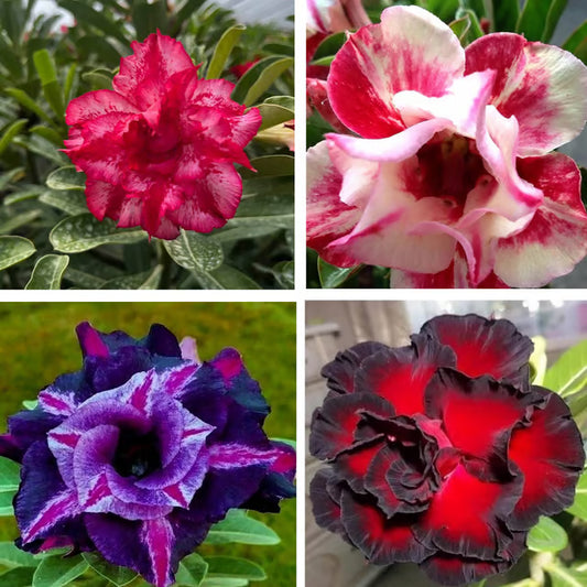 Adenium Obesum Desert Rose Grafted Flowers Plant (pack of 4)