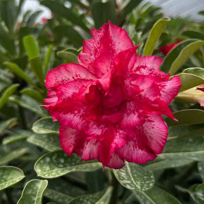 Adenium Obesum Desert Rose Grafted Flowers Plant (pack of 4)