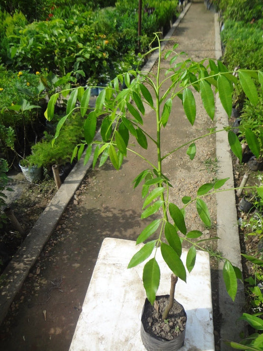 Hog Plum Bilati Amra Spondias Mombin All Time Grafted Fruit Plant