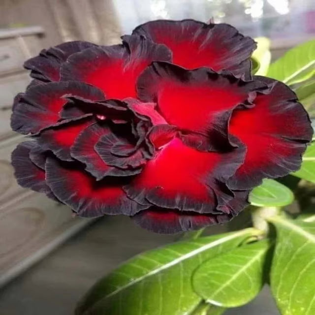Hybrid Rosey Variety Adenium Obesum Desert Rose Grafted Flowers Plant