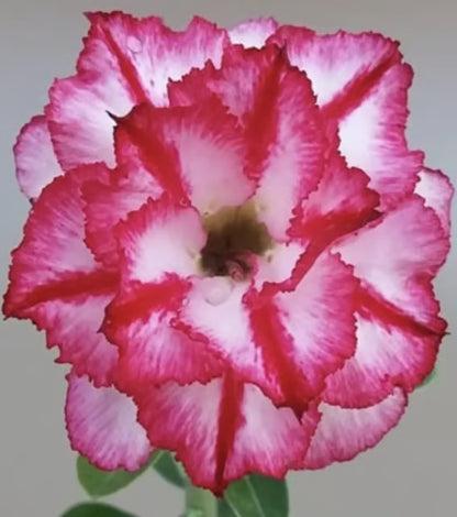 Hybrid Rosey Variety Adenium Obesum Desert Rose Grafted Flowers Plant