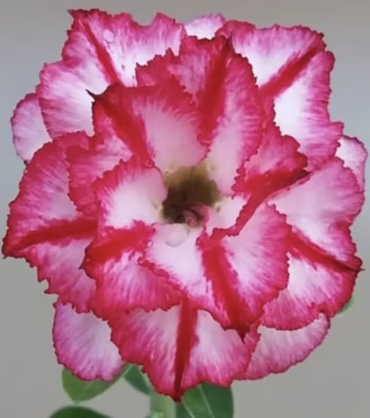 Hybrid Rosey Variety Adenium Obesum Desert Rose Grafted Flowers Plant