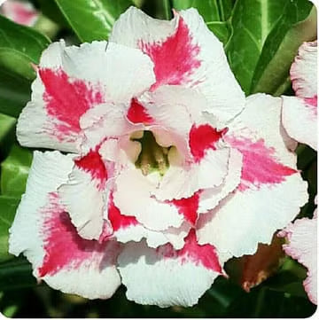 Hybrid Rosey Adenium Obesum Desert Rose Grafted Flowers Plant