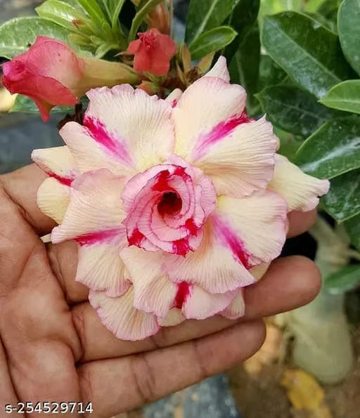 Hybrid Rosey Variety Adenium Obesum Desert Rose Grafted Flowers Plant