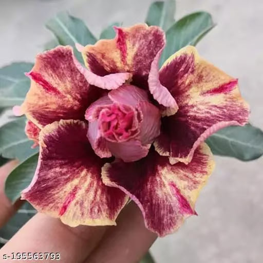 Hybrid Rosey Variety Grafting Adenium Obesum Desert Rose Plant