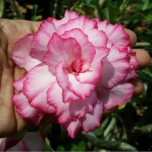 Hybrid Rosey Variety Adenium Obesum Desert Rose Grafted Flowers Plant