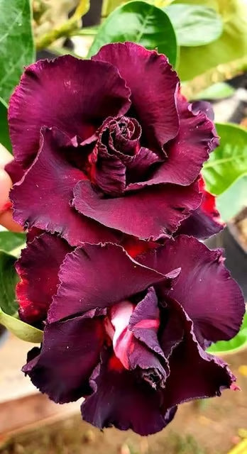 Hybrid Rosey Variety Adenium Obesum Desert Rose Grafted Flowers Plant