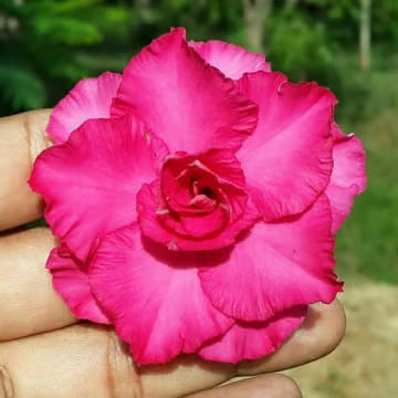 Hybrid Rosey Variety Adenium Obesum Desert Rose Grafted Flowers Plant