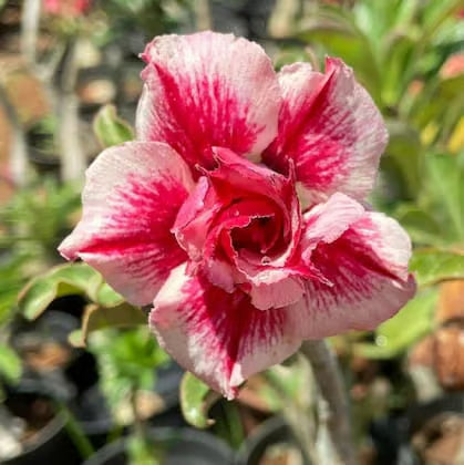 Hybrid Rosey Variety Adenium Obesum Desert Rose Grafted Flowers Plant