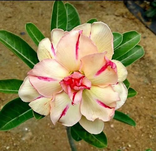 Hybrid Rosey Variety Adenium Obesum Desert Rose Grafted Flowers Plant