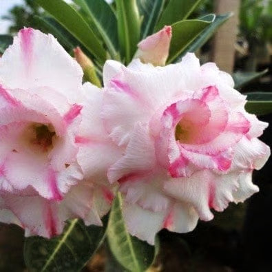 Hybrid Rosey Variety Adenium Obesum Desert Rose Grafted Flowers Plant