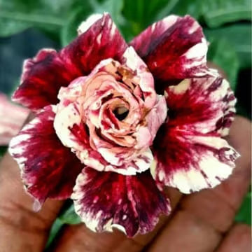 Hybrid Rosey Adenium Obesum Desert Rose Grafted Flowers Plant