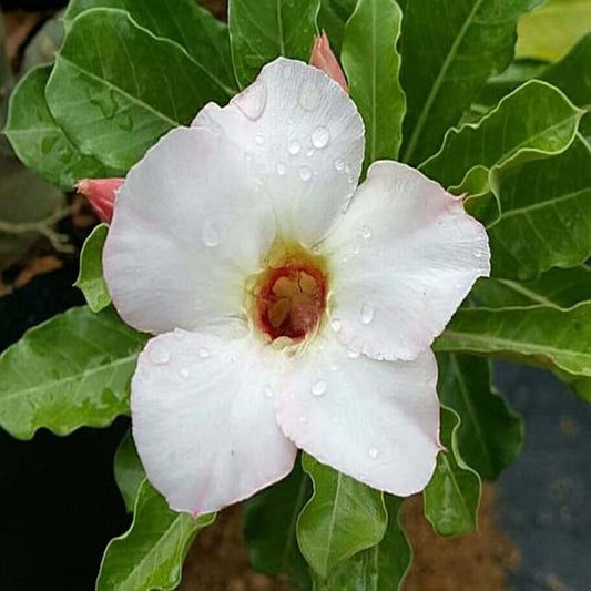 Rosey Variety Adenium Obesum Desert Rose Grafted Flowers Plant