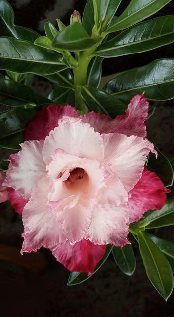 Rosey Verity Adenium Obesum Desert Rose Grafted Flowers Plant