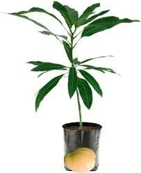 White Mango Grafted Hybrid Plant