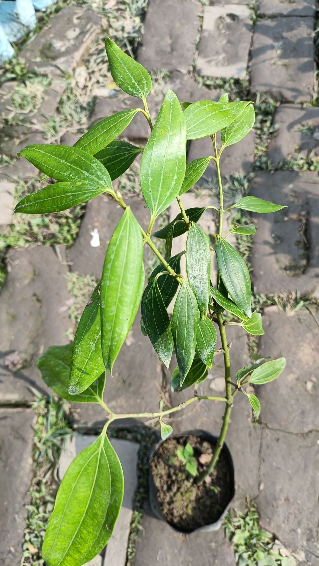 Tej Patta Indian Bay Leaf Cinnamomum Tamala Patram Spice Plant (1.5-3 Feet Height)
