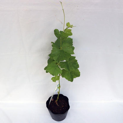 Seedless Sweet Red Round Globe Variety Air Layered Grapes Plant