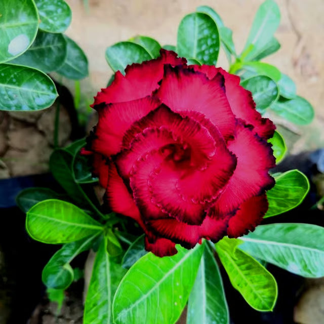 Adenium Obesum Desert Rose Grafted Flowers Plant (pack of 4)