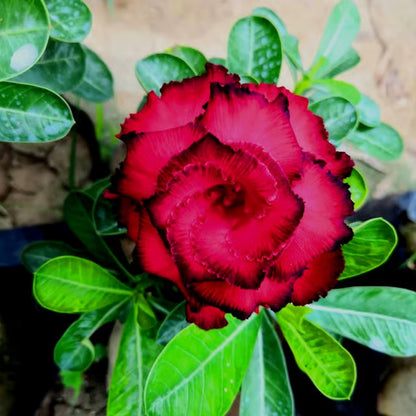 Adenium Obesum Desert Rose Grafted Flowers Plant (pack of 4)