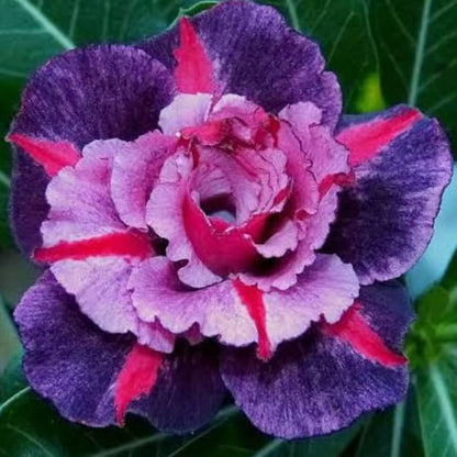 Adenium Obesum Desert Rose Grafted Flowers Plant (pack of 4)