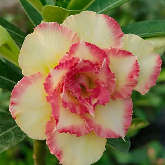 Adenium Obesum Desert Rose Grafted Flowers Plant (pack of 4)