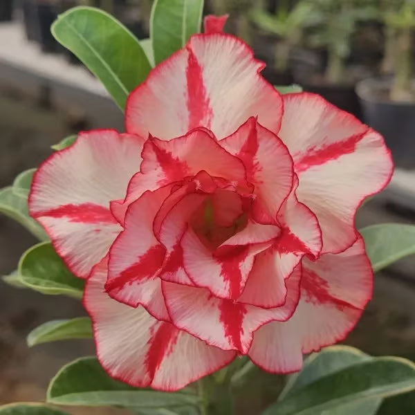 Adenium Obesum Desert Rose Grafted Flowers Plant (pack of 4)