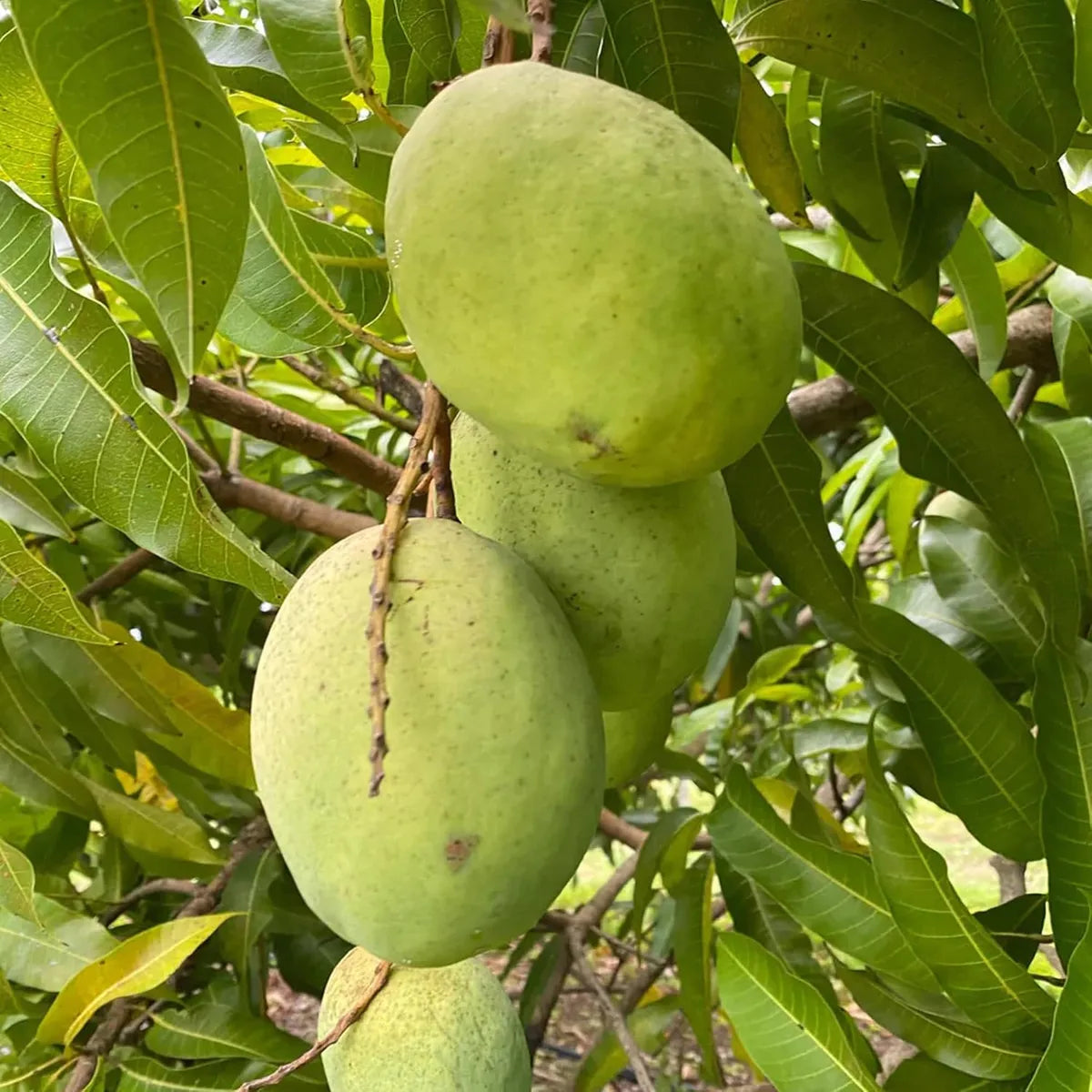 Coconut Cream Mango Grafted Fruit Plant
