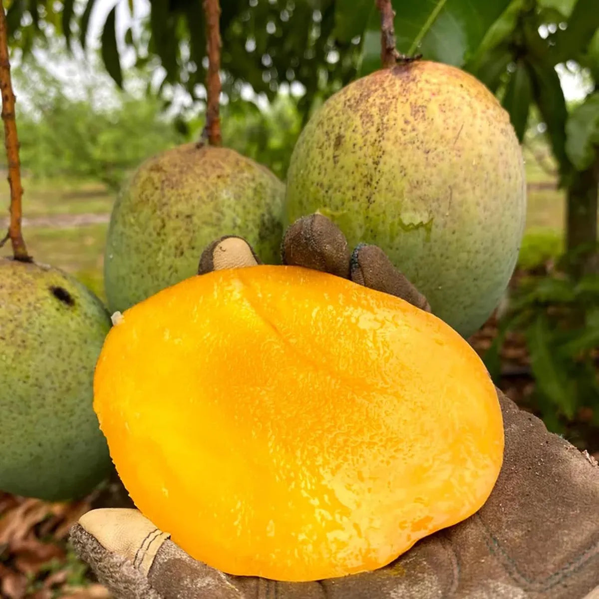 Coconut Cream Mango Grafted Fruit Plant