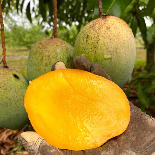 Coconut Cream Mango Grafted Fruit Plant
