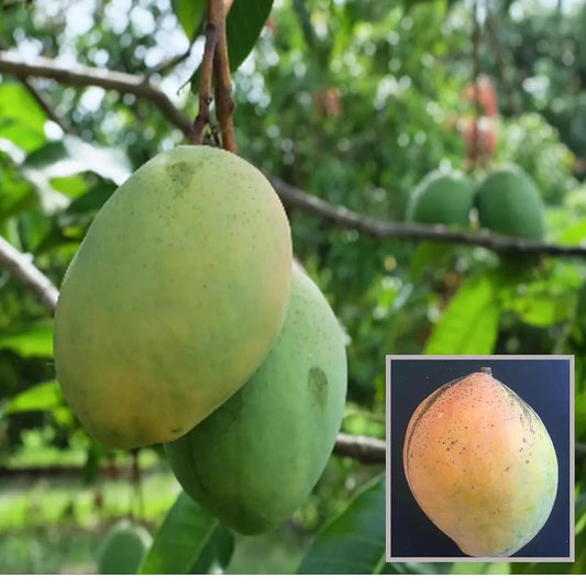 Coconut Cream Mango Grafted Fruit Plant