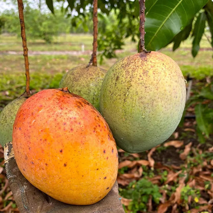 Coconut Cream Mango Grafted Fruit Plant