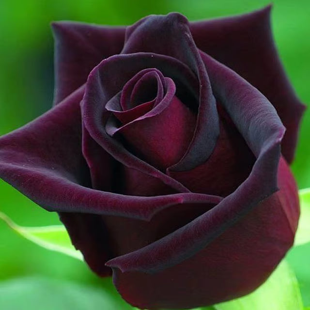 Deep Red Rose Fragrant Flower Plant