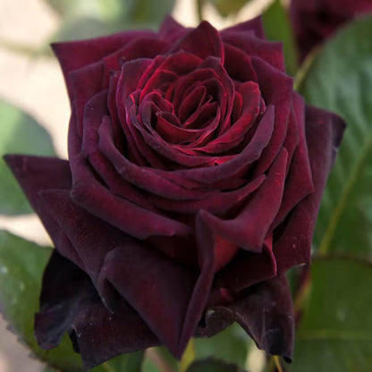Deep Red Rose Fragrant Flower Plant