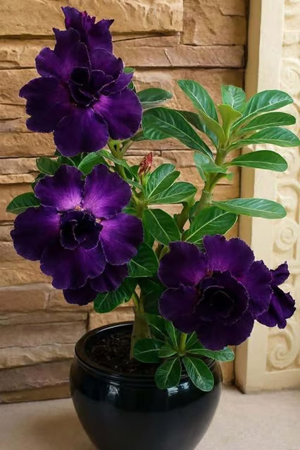 Hybrid Rosey Variety Adenium Obesum Desert Rose Grafted Flowers Plant