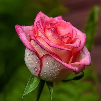 Salmon Pink Rose Fragrant Flower Plant