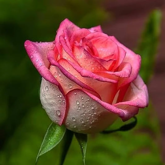 Salmon Pink Rose Fragrant Flower Plant (1-2 Feet Height)