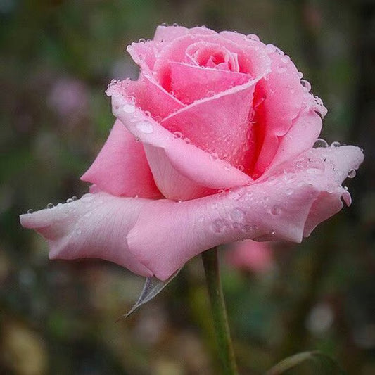 Salmon Pink Rose Fragrant Flower Plant (1-2 Feet Height)