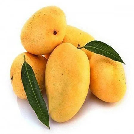 Safeda Mango Grafted Hybrid Plant