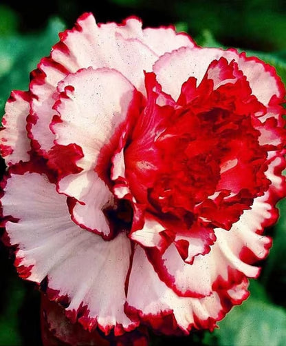 Rosey Verity Adenium Obesum Desert Rose Grafted Flowers Plant-