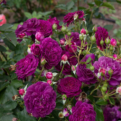 Violet Rose Fragrant Flower Plant