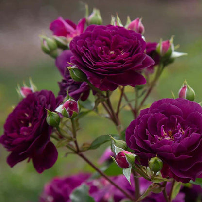 Violet Rose Fragrant Flower Plant