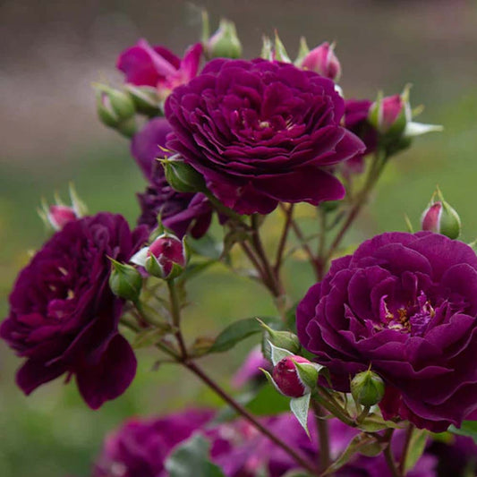 Violet Rose Fragrant Flower Plant (1-2 Feet Height)