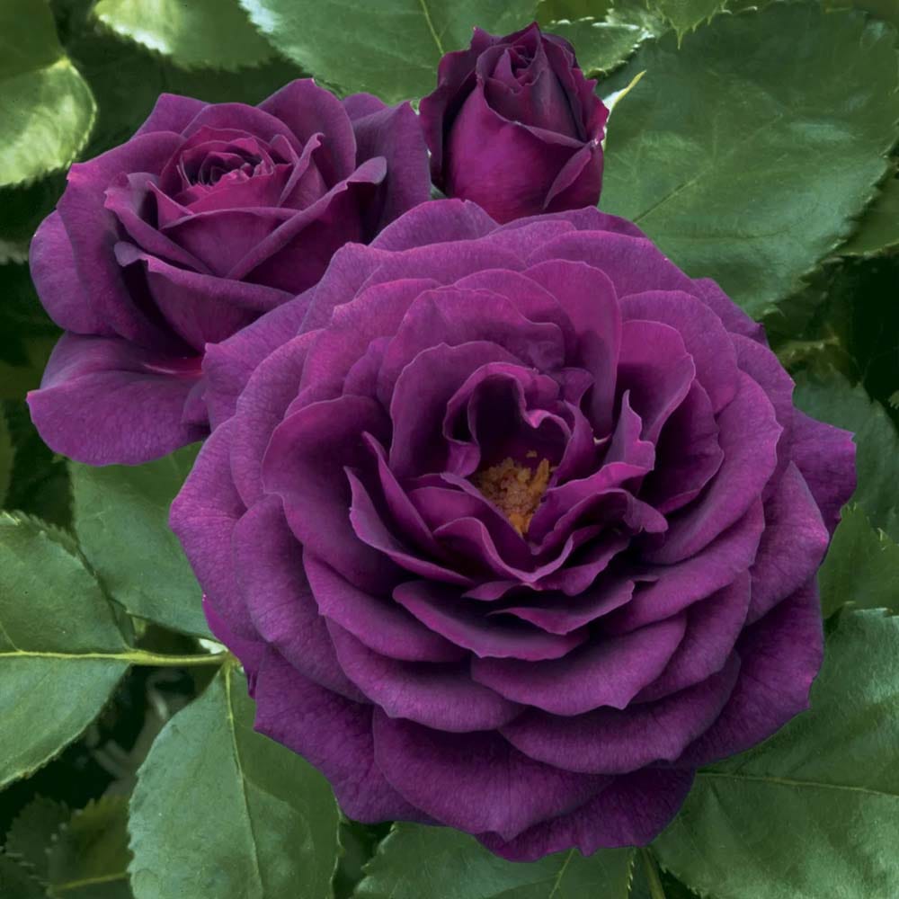 Violet Rose Fragrant Flower Plant