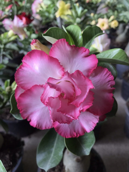Adenium Obesum Desert Rose Grafted Flowers Plant (pack of 4)