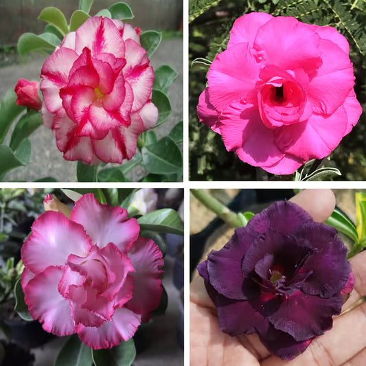 Adenium Obesum Desert Rose Grafted Flowers Plant (pack of 4)