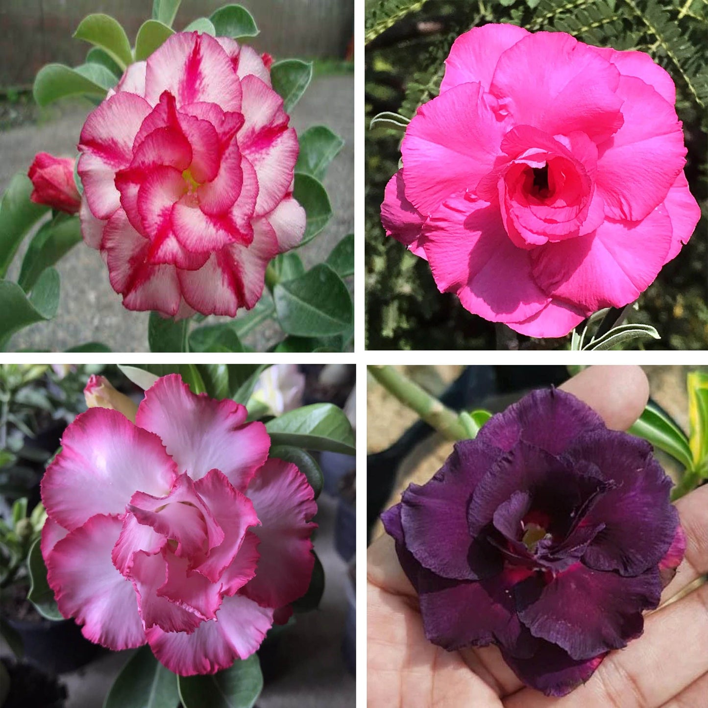 Adenium Obesum Desert Rose Grafted Flowers Plant (pack of 4)